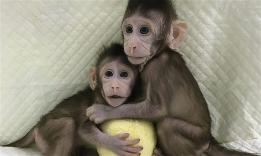 primeros monos clonados