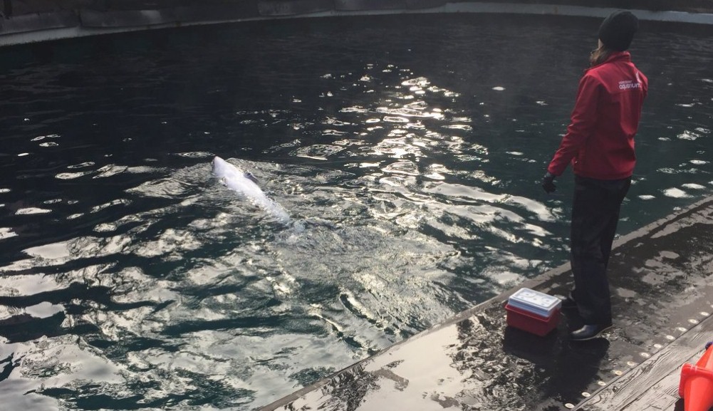 Acuario de Vancuver. / TRIPADVISOR