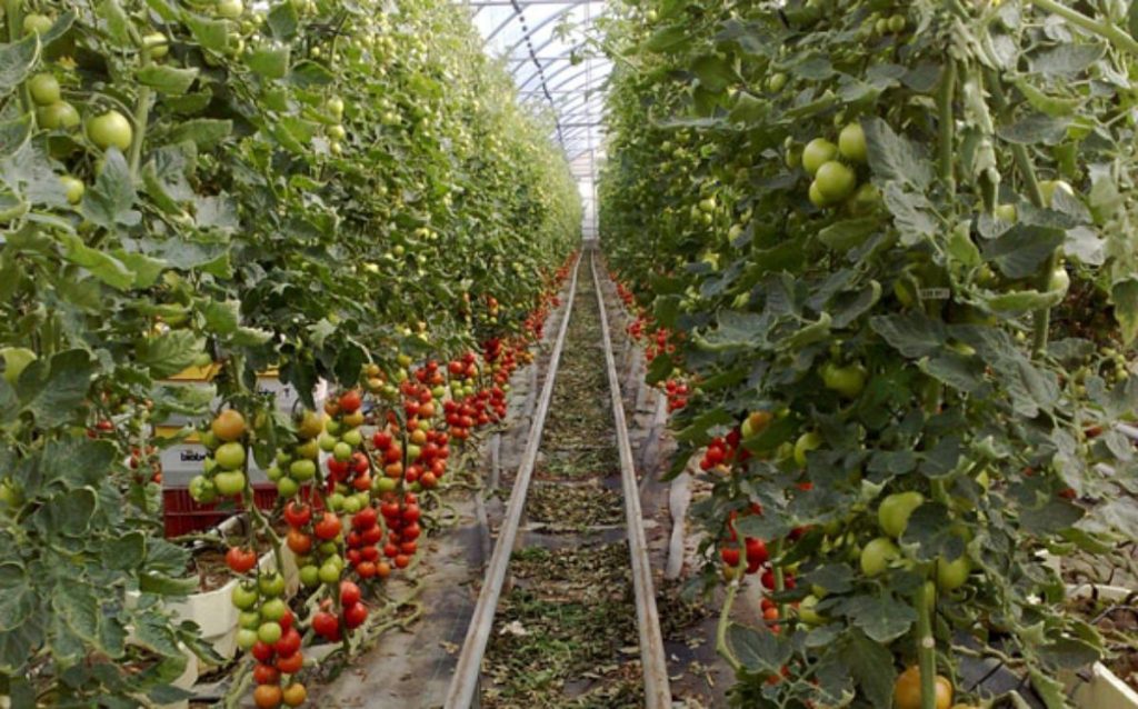 La entrada de la plaga podría tener consecuencias muy graves y “dramáticas” para el sector del tomate en las Islas. DA