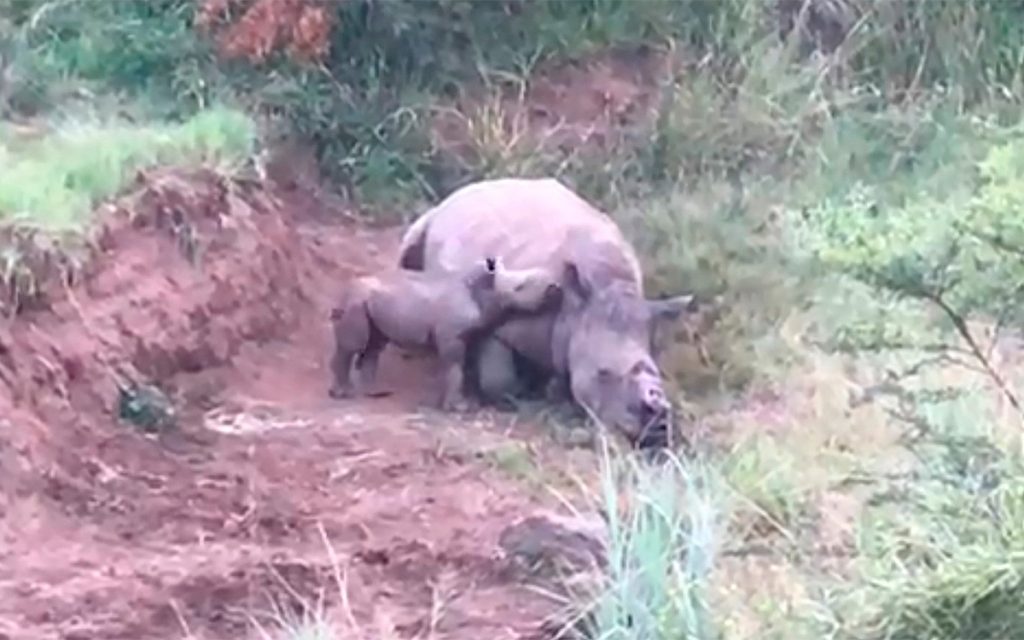 RINOCERONTE CRÍA MADRE ASESINADA CAZADORES