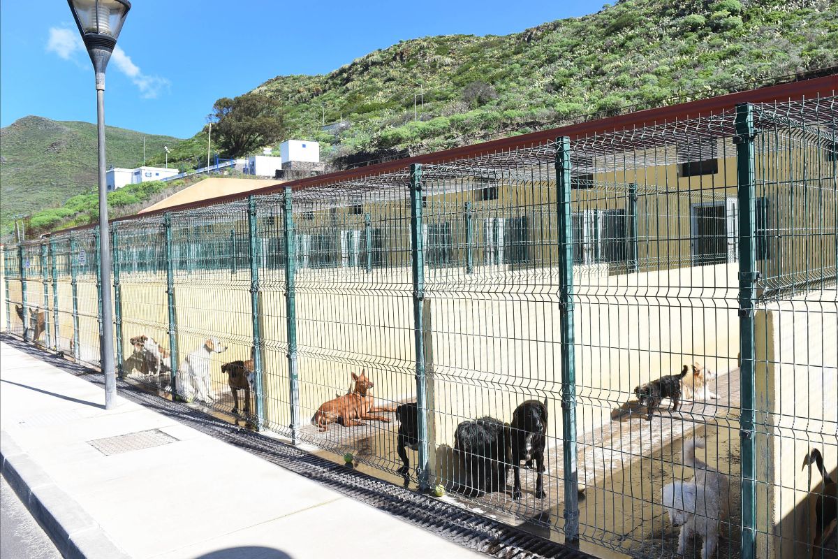 Muchos de los animales llegan a Valle Colino porque los recogen los propios trabajadores y otros los dejan los propietarios. Sergio Méndez