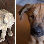 Perros, antes y después de ser adoptados. / PandaBored