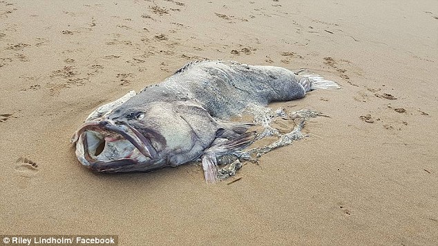 El enorme pez, sobre la arena donde fue encontrado. / DAILY MAIL