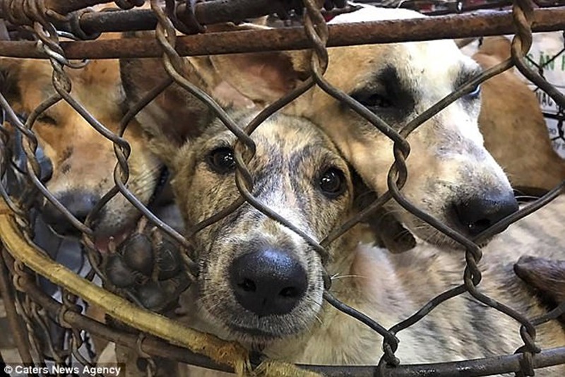 Camión con las jaulas llenas de perros denunciado por Fight Dog Meat. / DAILY MAIL