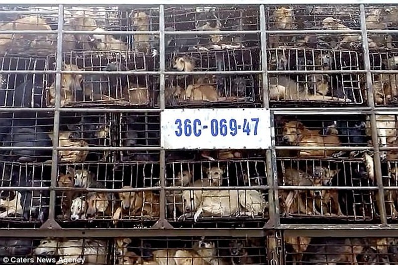 Camión con las jaulas llenas de perros denunciado por Fight Dog Meat. / DAILY MAIL