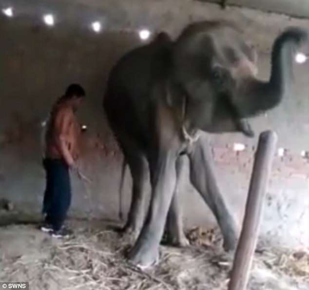 Laxmi, la elefanta maltratada. / DAILY MAIL
