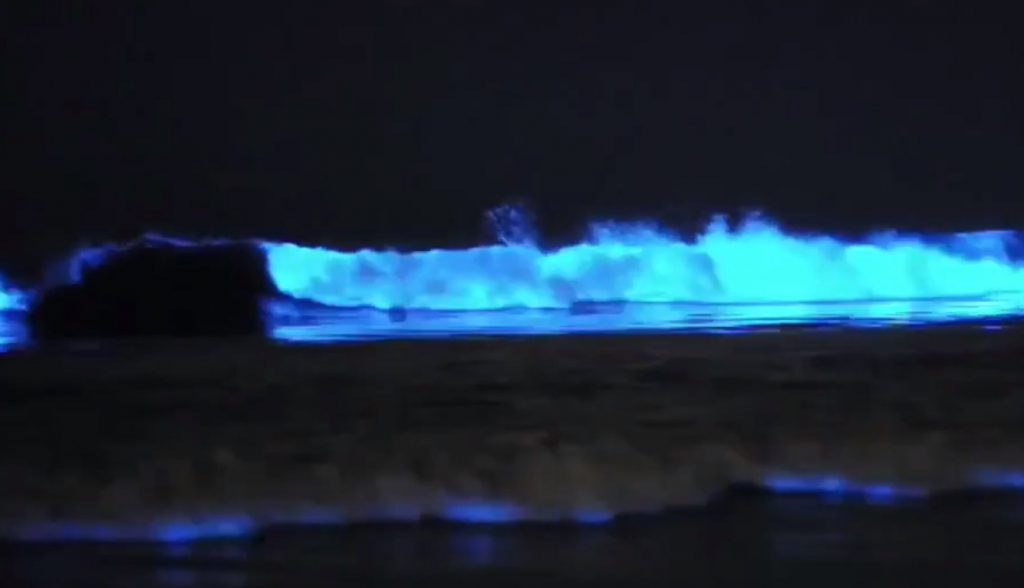 Las olas con microalgas bioluminiscentes. / TWITTER
