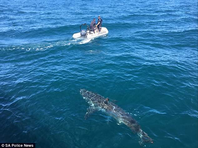 Noah, frente a la patrulla policial. / DAILY MAIL