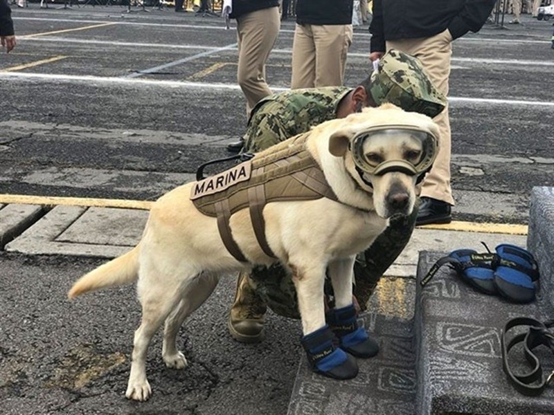 Frida, una perrita dedicada al rescate de personas atrapadas en escombros tras un terremoto. / EP