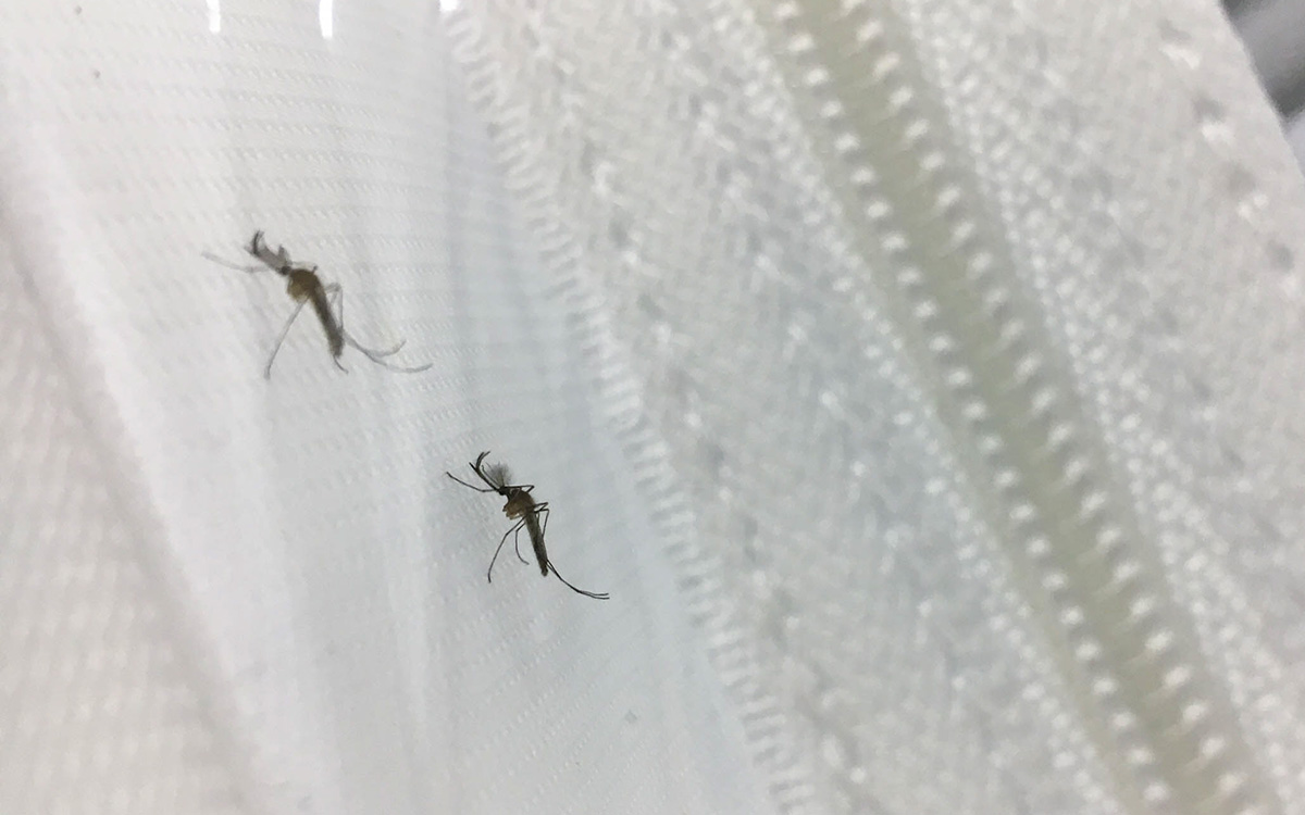 MOSQUITOS CANARIAS 1