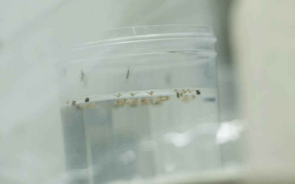 MOSQUITOS CANARIAS