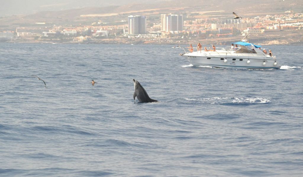 En los últimos años se ha producido un boom de embarcaciones en el suroeste de la Isla para avistar cetáceos. DA