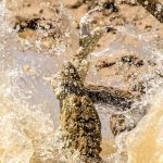 Lucha entre un cocodrilo y una serpiente. / Dr Rishani Gunasinghe