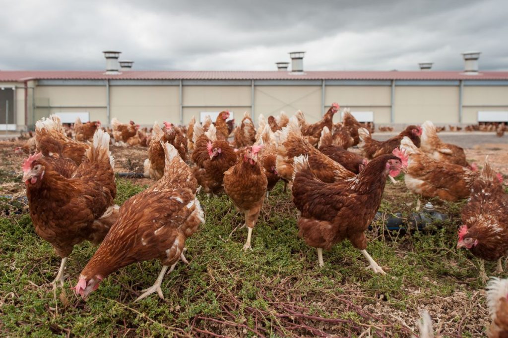 Mercadona vende en sus 85 supermercados del Archipiélago huevos de gallinas camperas procedentes de la granja de Huevos Guillén Canarias. | DA