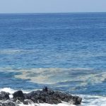 Mancha formada por microalgas, el verano pasado, en la costa de Las Galletas, en el municipio de Arona. DA