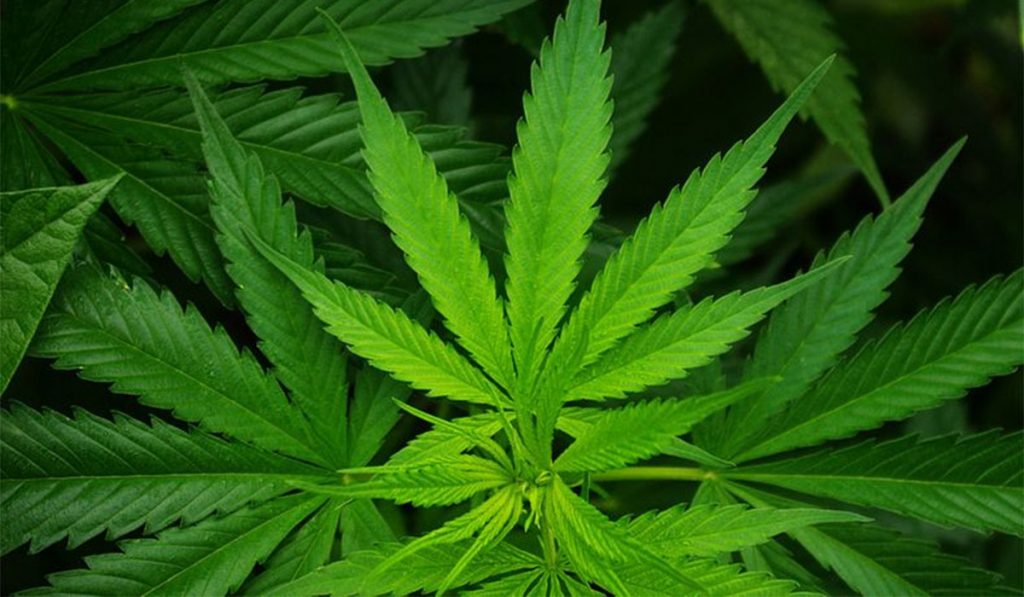 CANNABIS HOJA PLANTA