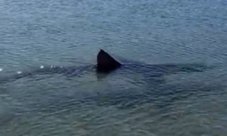 El tiburón, en la costa de Fuengirola. / DIARIO SUR