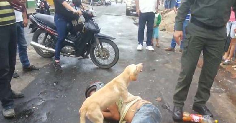 El perro, defendiendo a su dueño, que duerme plácidamente en mitad de la calle. / DAILY MAIL
