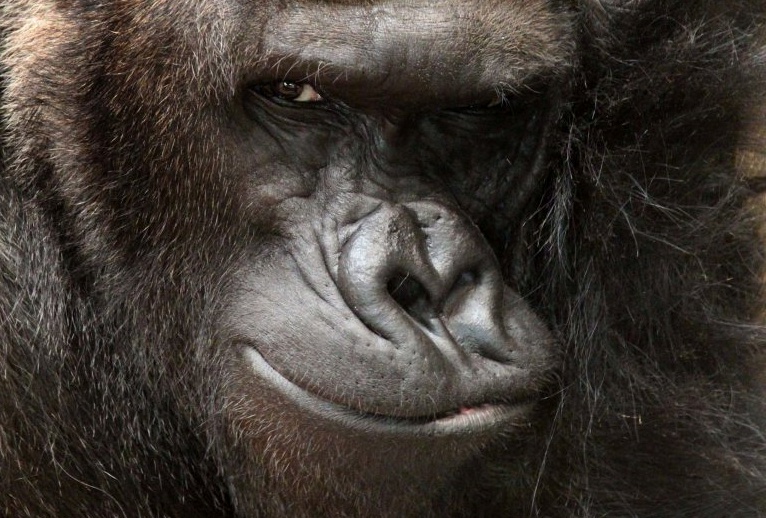 El gorila más sexy del mundo. / Lucie Stepnickova