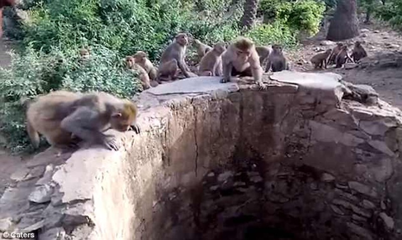 El grupo de monos, frente al pozo. / DAILY MAIL