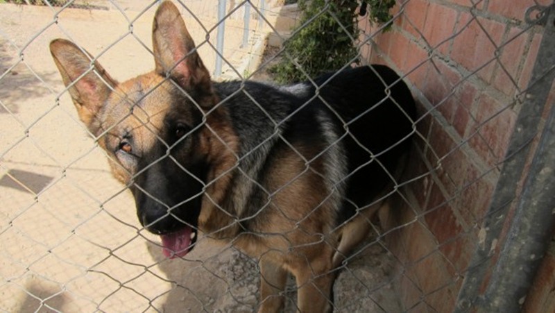 Imagen de archivo de un perro en un centro de acogida para animales. / EP