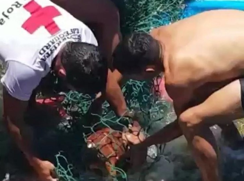 Rescate de una tortuga en Las Caletillas 