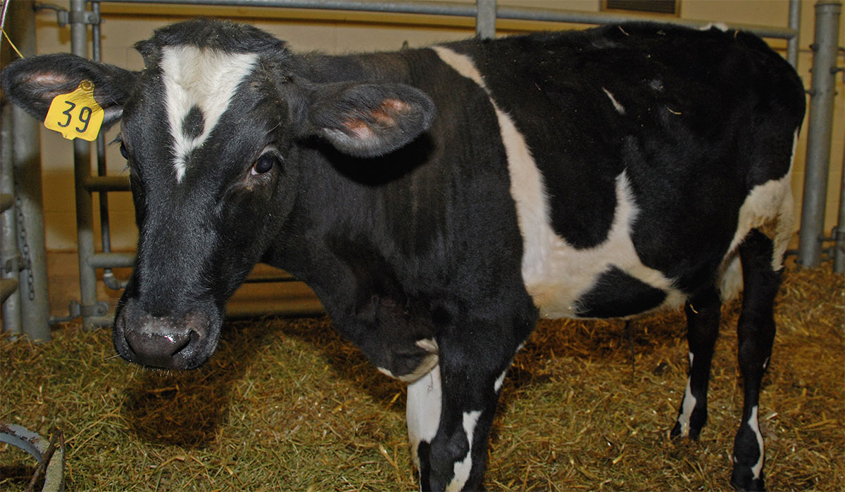 ARCHIVO VACAS LOCAS