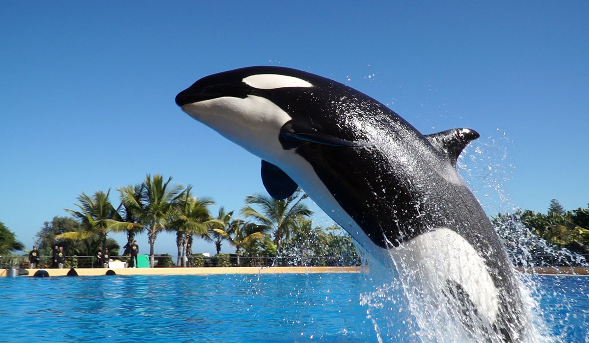 La orca 'Morgan'. DA