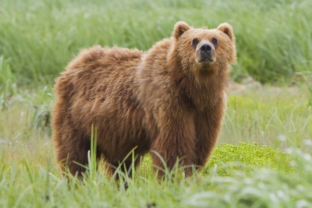 Imagen de archivo de un oso pardo en Alaska. | EP