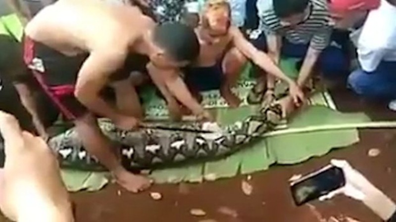 Los aldeanos, abriendo a la pitón. / METRO
