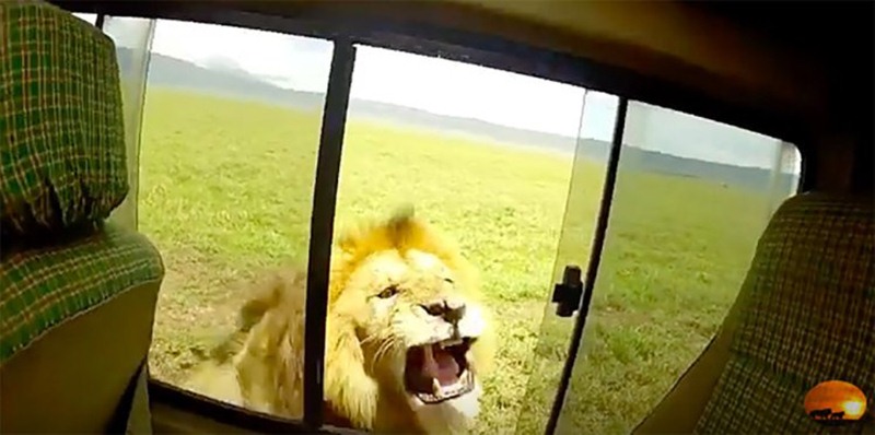 El león, a punto de atacar a los turistas. / METRO