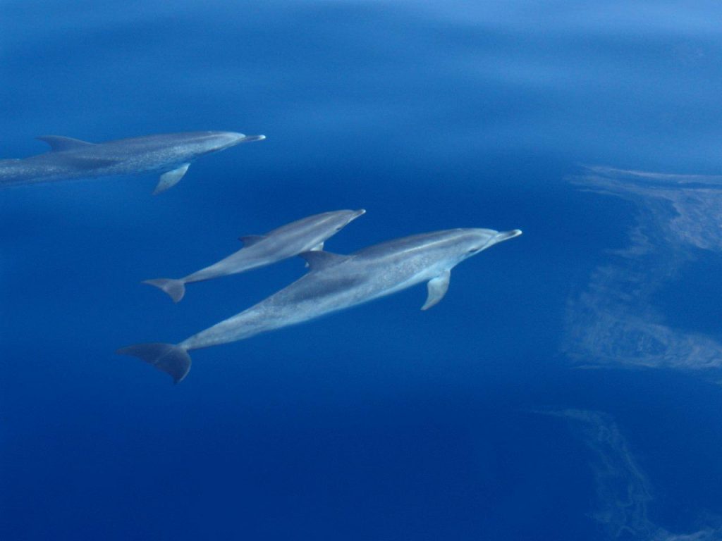 Loro Parque Fundación estudia los efectos del cambio climático en el mar. | DA