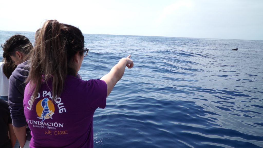 Loro Parque Fundación estudia los efectos del cambio climático en el mar. | DA