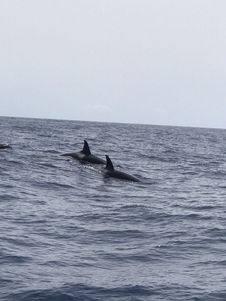 Orcas en Tenerife