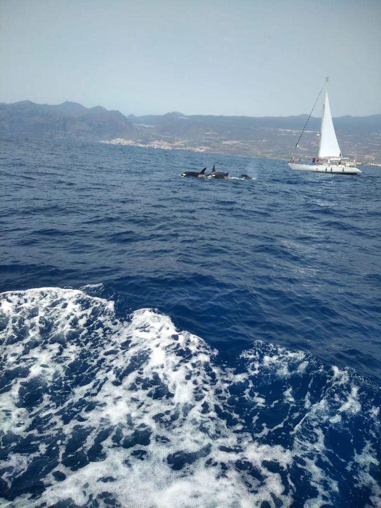 Orcas en Tenerife