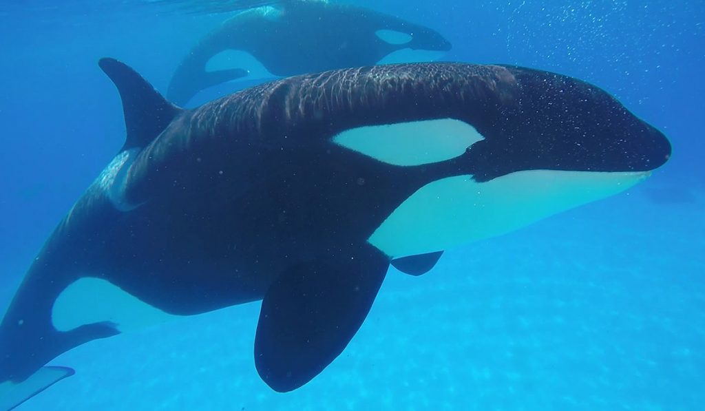 Todo preparado en Loro Parque para recibir a la cría de la orca Morgan. | LORO PARQUE