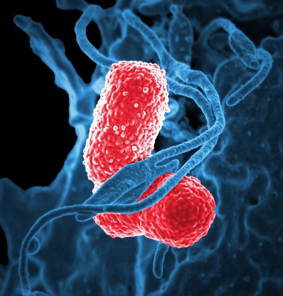 Bacteria. Pixabay