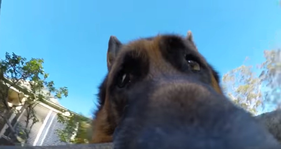 Un perro roba una cámara y graba su huida. / YOUTUBE