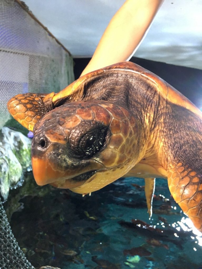 La tortuga boba (Caretta caretta) que ha sido devuelta al mar fue rescatada hace algo menos de un mes en el sur de la Isla.
