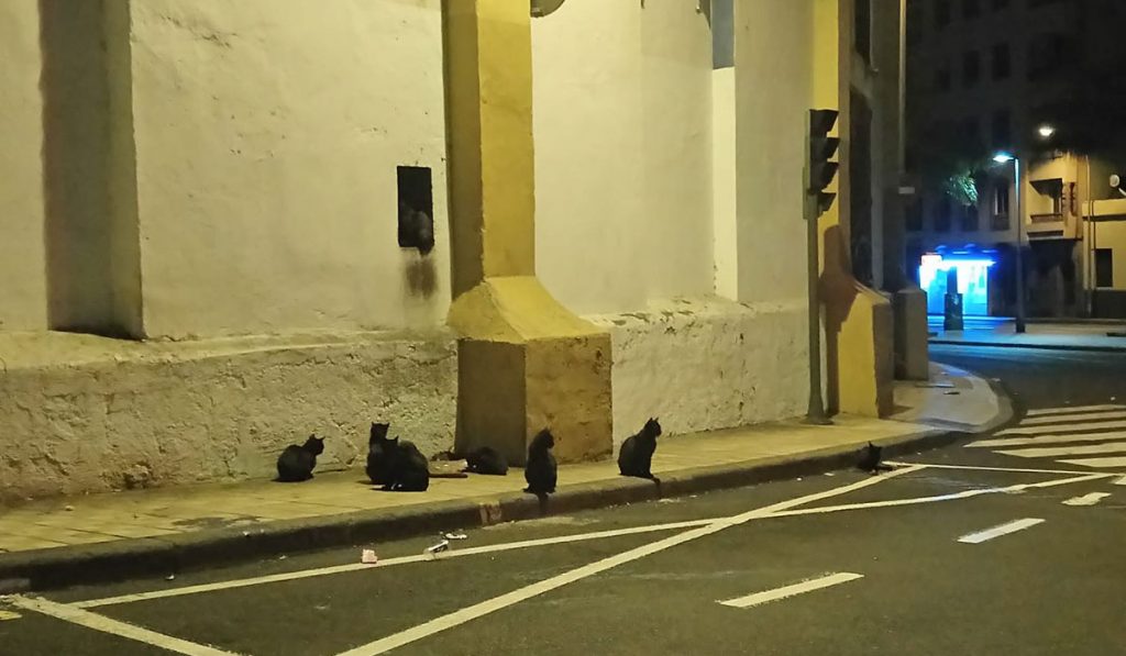 Las colonias de gatos se ubican en distintos puntos de la capital y mientras no haya entendimiento, los felinos seguirán procreando y haciendo cada vez mayor el número de animales. DA