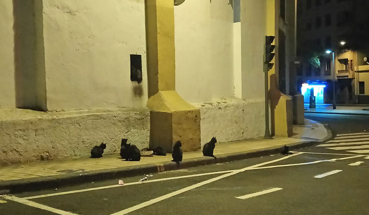 Las colonias de gatos se ubican en distintos puntos de la capital y mientras no haya entendimiento, los felinos seguirán procreando y haciendo cada vez mayor el número de animales. DA