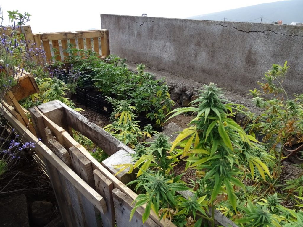 Plantación de marihuana en una finca anexa a la vivienda de Karen Maria Fischer. DA
