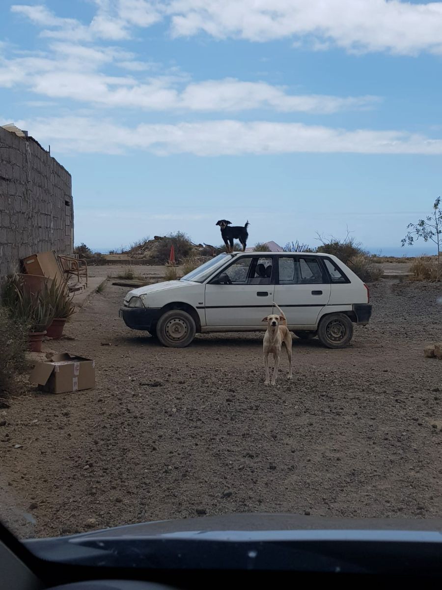 Perros en San Isidro. / DA