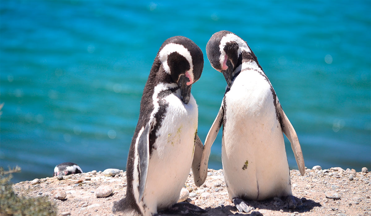 PINGÜINOS