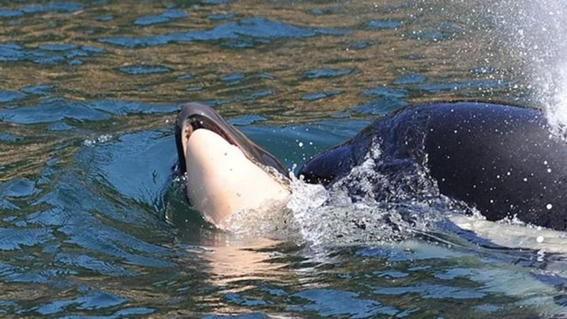 La orca, con su cría muerta. / Centro de Investigación de Ballenas