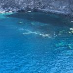 Microalgas en La Palma. | DA