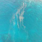 Microalgas en Tenerife. | DA