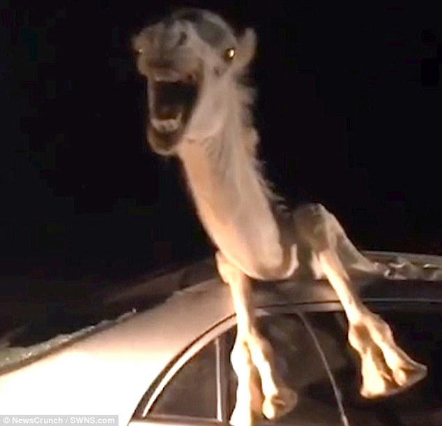 El camello, agonizando dentro del coche tras el accidente. / DAILY MAIL