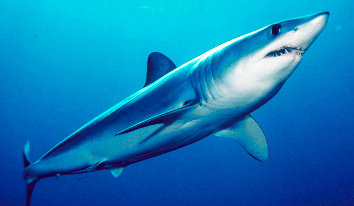 El tiburón mako, marrajo común o de aleta corta
