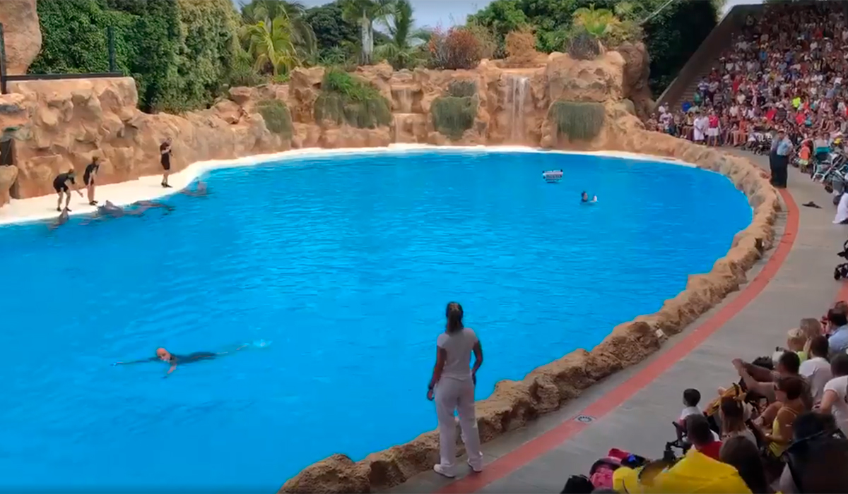 Animalistas saltan al agua show Loro Parque
